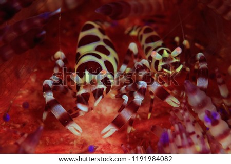 Coleman Shrimps (Periclimenes colemani) on its host, a Fire Urchin – a very colorful example of commensalism. Indonesia