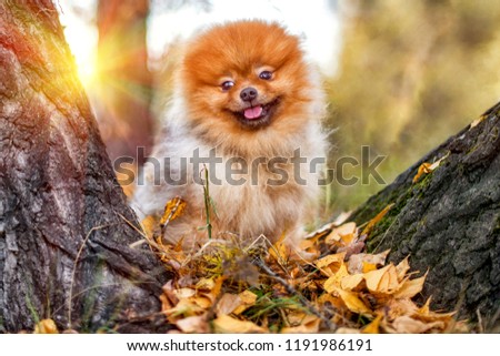 Cute smiling Pomeranian spitz in autumn fall forest on sunny day.