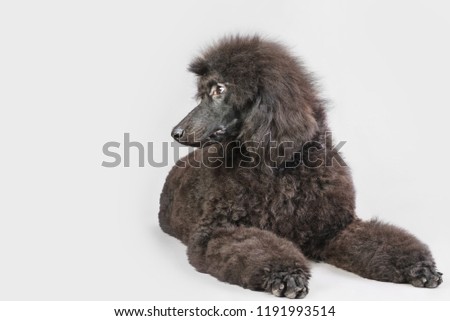 Beautiful brown poodle lying in the studio on a gray background