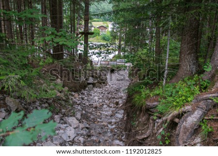 picture of a beautiful mountains water stream,  flowing through a pine-tree woods 