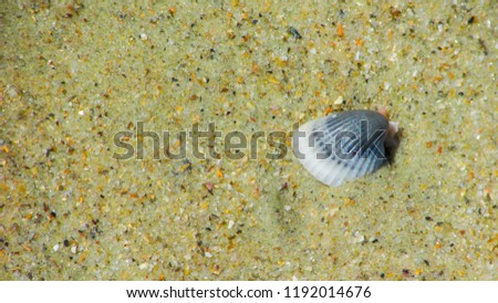 small marine shell in the beach sand