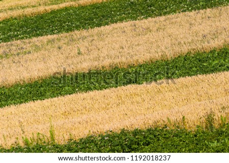 The village field. Strips of wheat and potatoes are sown .. Photographed in Ukraine. Kharkov region. Horizontal frame. Color image