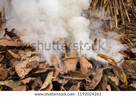 Dry leafs burning and producing ash smoke