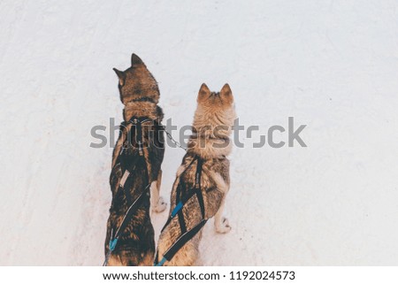 couple Husky in harness on snow in winter, Lapland, Finland
