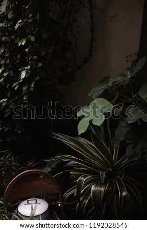 Plants in the garden with low light is decoration concept. 