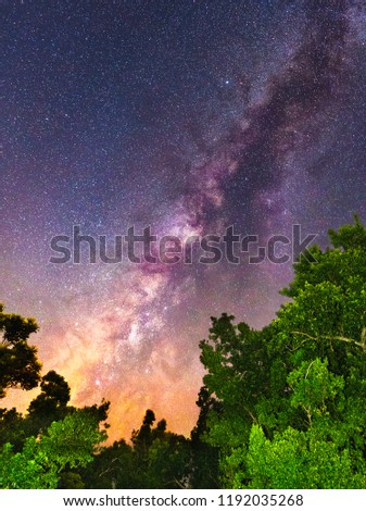 Starry night sky with milky way and stars over tree line in Everglades National Park outside of Miami Florida