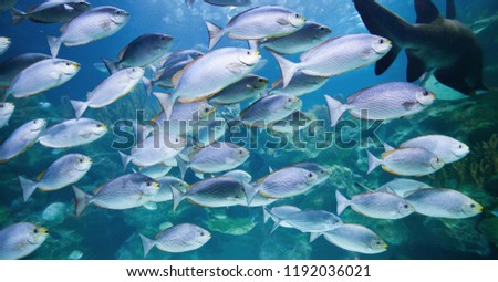 School of fish and shark in blue tropical sea water close up
