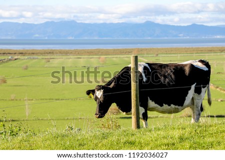 Black and white cows in a grassy pasture on a bright and sunny day in New Zealand