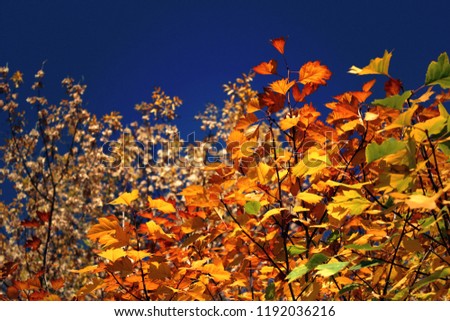Yellow leaves. Autumn trees. Can be used as a background, as an element for sites, in design. 
