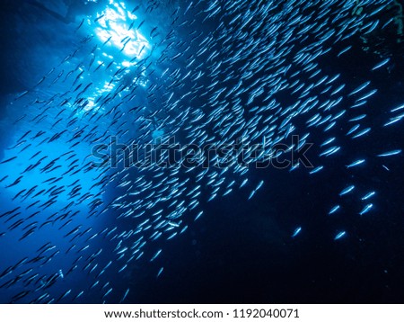 Shoal of small tiny fish in underwater cave against light rays from entrance