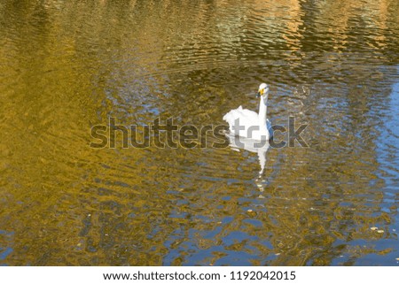 A white swan in a pond or on a lake. Golden reflections of autumn trees on the water. A scattered background.