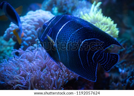 Emperor Angelfish on tropical reef