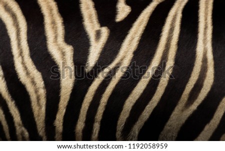 zebra black and white stripes