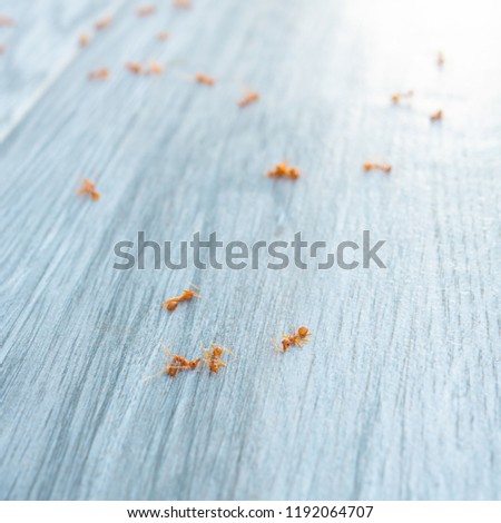 Carcass red ants scatter on floor, Selective focus and copy space, Rid of ant concept