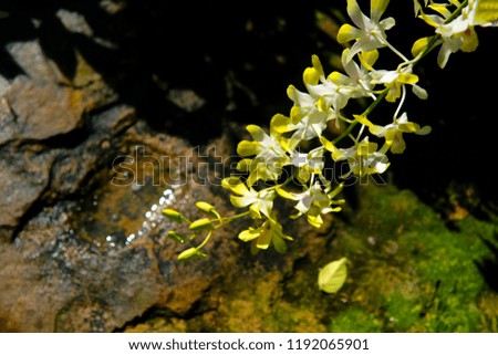 yellow Thai orchids