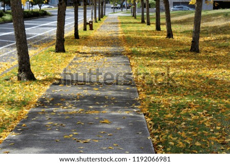 A paved walkway along a boulevard with fall color leaves on the ground