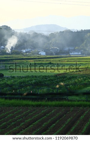 The View of Morning Rice Paddy