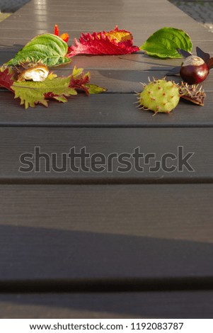 colorful fall leaves with brown chestnut decorated on wooden table background on evening sunset warm sunshine