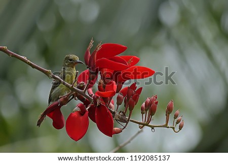 yellow sunbirds  looking for nectar in red flowers
