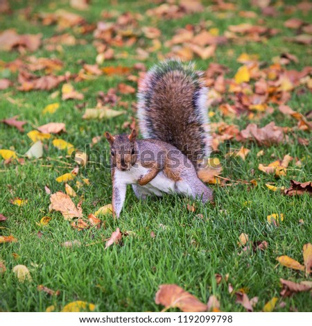 A squirrel humorously attempts a one hand pushup among fallen leaves in London, Ontario during autumn