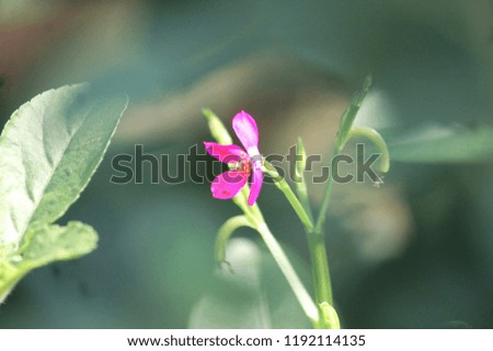 Ceylon Spinach pink flower