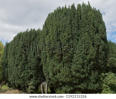 Yew Tree (Taxus baccata) in the Churchyard in the Seaside Village of Beer on the Jurassic Coast in Rural Devon, England, UK