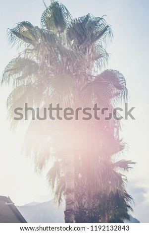 palm trees in the setting sun