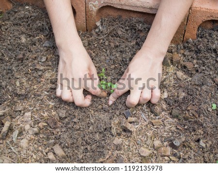 focus on women's hand is growing kale Royalty-Free Stock Photo #1192135978