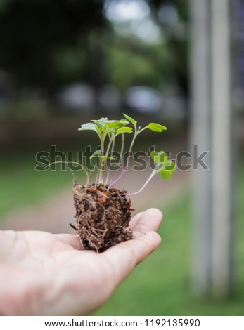 focus on young kale on palm Royalty-Free Stock Photo #1192135990