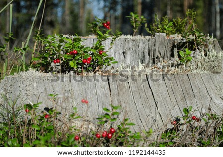 Closeup of red lingonberries in forest. Cowberry berries. Perm region, Russia