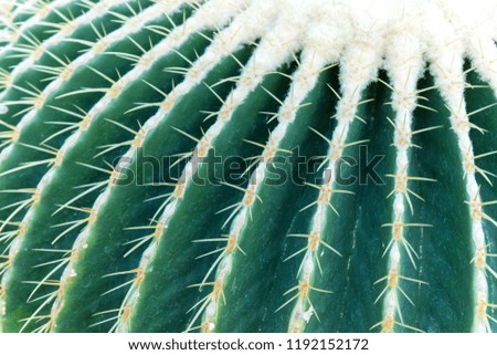 cactus on light nature background. cactus closeup on top view. Plans leaf pattern.