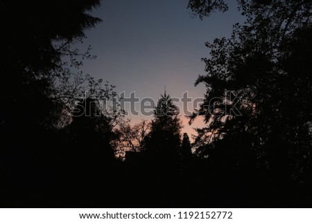 Silhouette of trees at sunset in Badenweiler