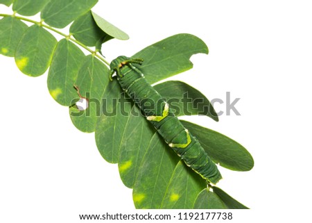 Close up of Common Nawab (Polyura athamas) caterpillar on its host plant, isolated on white background with clipping path
