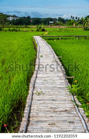 Beautiful rice field of Pua district, Thailand.