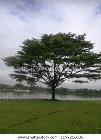 Big tree sprawl in the park