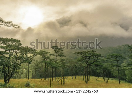 Beautiful morning scene in the forest with sun rays and long shadows, Panoramic image of morning forest with fantastic sun beams.