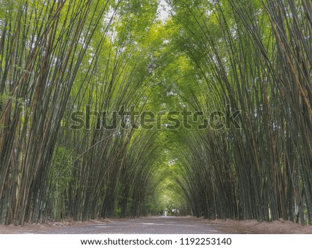 Walking through a bamboo forest in Thailand.At Wat Chulapornwanaram ,Nakhon Nayok Province Thailand.