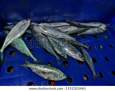 Small silver fish in a blue plastic container, fresh caught from the sea in Thailand by local fisherman