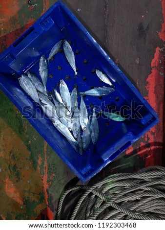 Small silver fish in a blue plastic container, fresh caught from the sea in Thailand by local fisherman