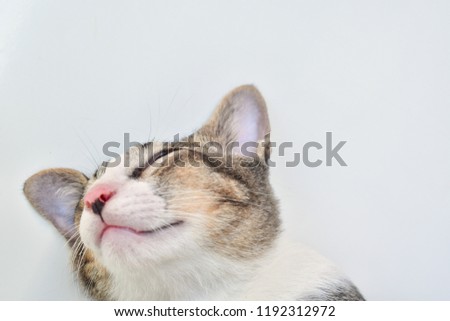 Close up sleep cat, Concept cute little cat are dreaming with copy space or enter text