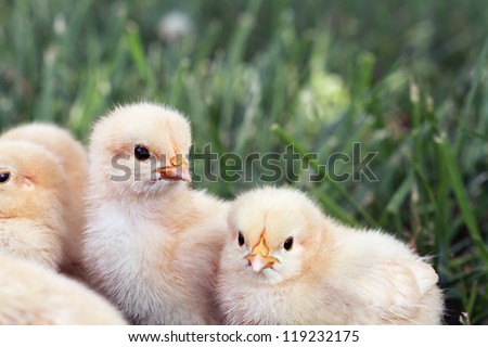 Little Buff Orpington chicks sitting huddled together in the grass. Extreme shallow depth of field.