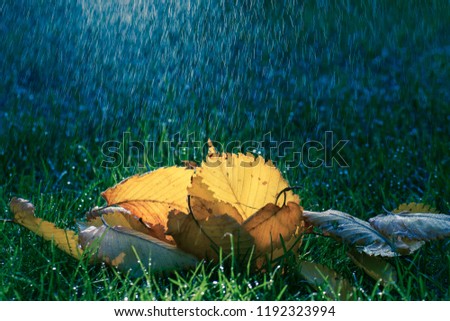 Autumn background with colorful leaves and raindrops