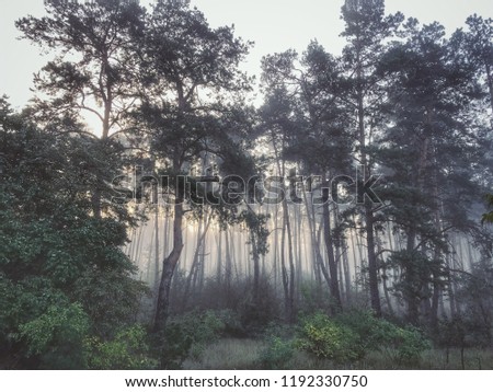 Sun rays coming through the branches in a autumn foggy day into the forest