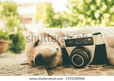Old camera and puppy dog outside. Puppy of the golden retriever breed