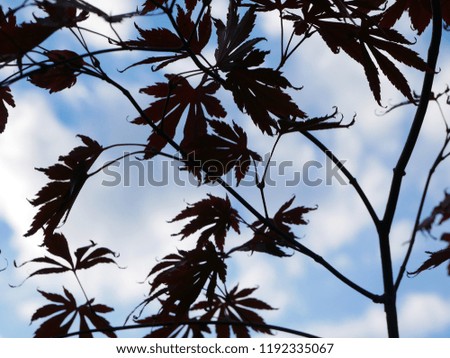 maple leaves against the sky - autumn in the garden