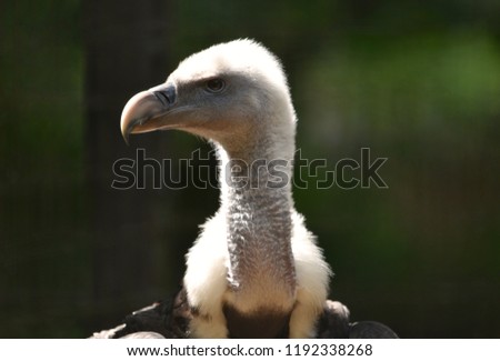 Ruppell's Vulture Bird