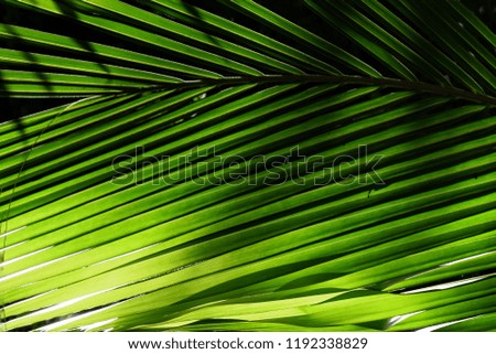 Green leaves of coconut in tropical of Thailand. Picture is selective focus. Light and shadow style. Coconut is popularly grown in Thailand and is a major spice of Thai food.