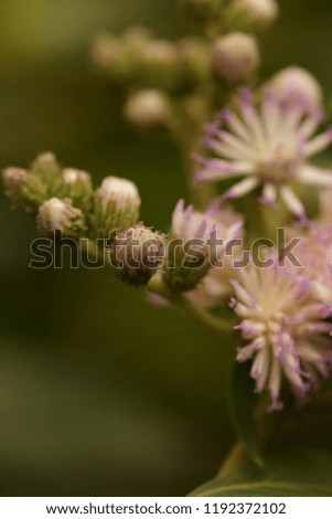 Floral background, macro photography