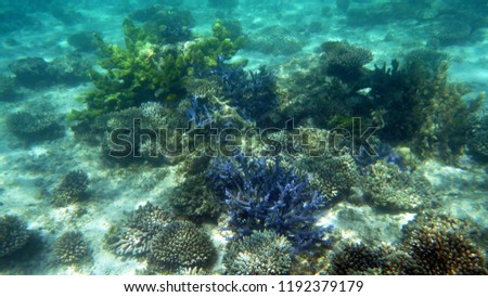 Hard corals from the Indian Ocean