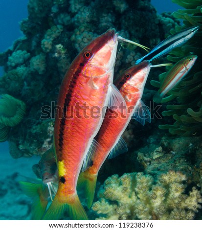 Pair of tropical fish being cleaned by a cleaner wrasse on a red sea coral reef